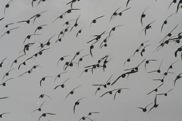 birds silouette stock photo