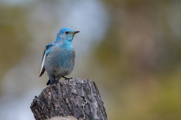istock Mountain Bluebird (male) perched on old wooden post 1397429103