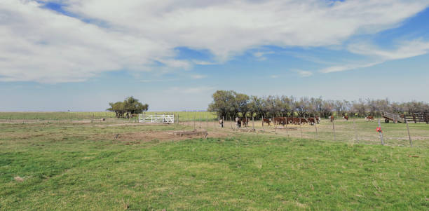 panoramic rural landscape cows pasture blue sky pens pasture