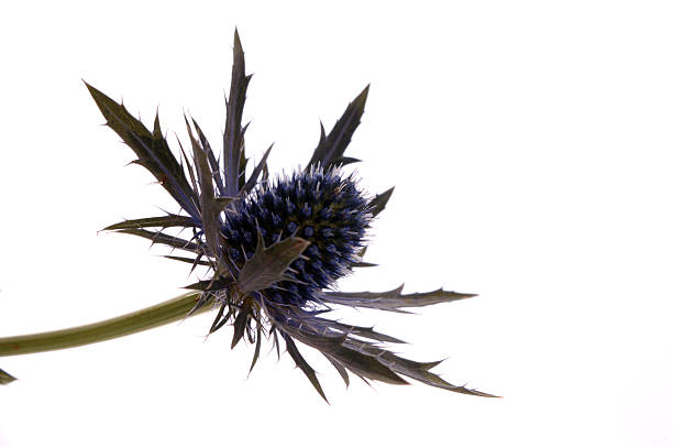 istock flower of scotland 139742988