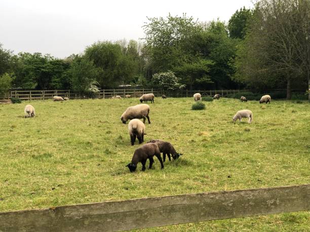 istock Muchutte City Farm 1397431082