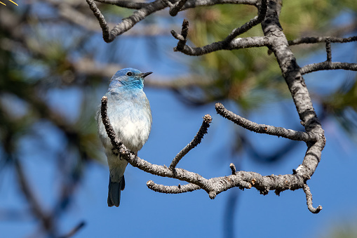 Mountain Bluebird (male)  perched on tree branch in rural and sparsely populated Montana northern prairie and mountains in northwestern United States of America (USA).
