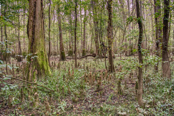 национальный парк конгари в южной каролине - forest preserve стоковые фото и изображения