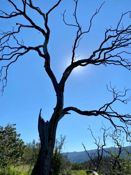 quedado árbol de - tree branch burnt silhouette fotografías e imágenes de stock