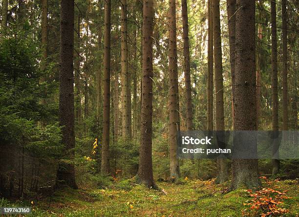 Photo libre de droit de Old Forêt banque d'images et plus d'images libres de droit de Antique - Antique, Arbre, Automne