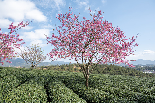 Neat cherry trees in a green tea garden in Fujian Province, China