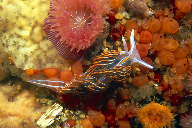 nudibranquio opalescente - opalescent fotografías e imágenes de stock