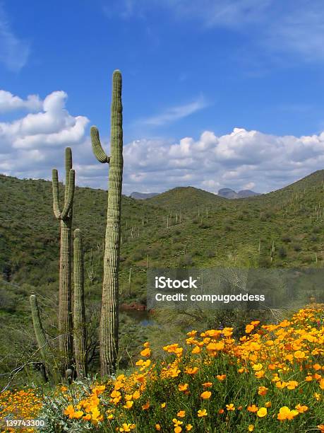 Saguaros I Makowate - zdjęcia stockowe i więcej obrazów Meksyk - Meksyk, Pustynia Sonora, Bez ludzi