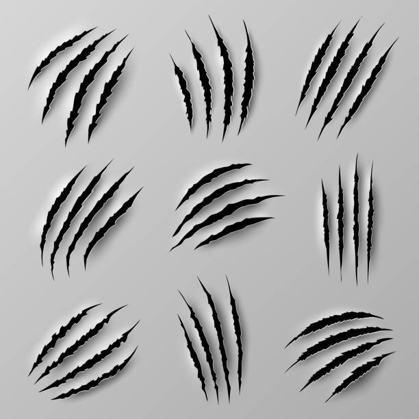 Claw marks, paw strike scratches of wild animals Claw marks scratches of wild animals. Monster, lion or bear paw nails traces on wallpaper with poles and torn edges. Horror beast, werewolf or cat 3d realistic vector claws strike trails ripping paper bird of prey stock illustrations