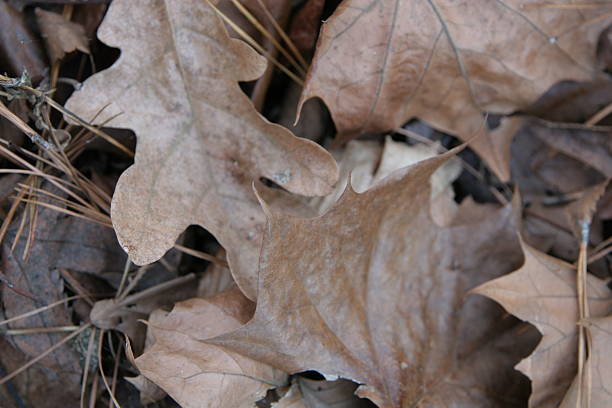 istock Leathery Oak Leaves in Pine Straw 139743570