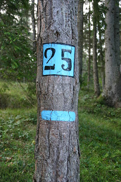 istock Numbers In Woodland 139743647