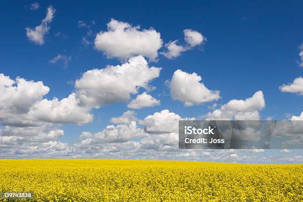 Campi Di Colza - Fotografie stock e altre immagini di Canada - Canada, Prateria - Zona erbosa, Abbondanza