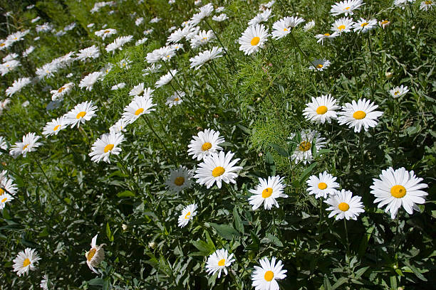 Primavera! - fotografia de stock