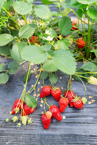 Bush of red strawberry growing in a garden