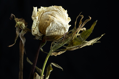 A still life photo of a dried and dying rose and another type of dying flower.
