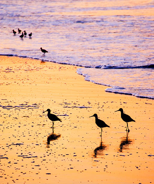 Sandpiper Sunrise Sandpipers at Bacarra beach, Santa Barbara. scolopacidae stock pictures, royalty-free photos & images