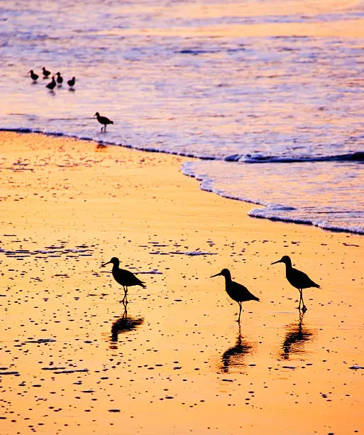 Sandpipers at Bacarra beach, Santa Barbara.