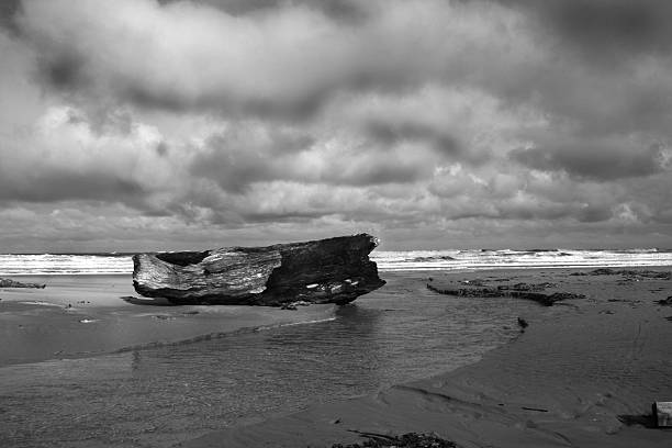 sturm-baum - bamburgh northumberland england white beach stock-fotos und bilder