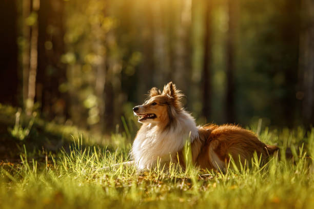 istock Fluffy sable color Sheltie dog in summer sunset forest. 1397444461