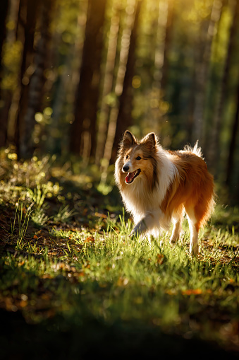 Fluffy sable color Sheltie dog in summer sunset forest