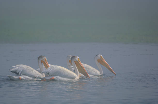 Group of American White Pelicans (Pelecanus erythrorhynchos) swimming in a foggy California harbor.\n\nTaken at Elkhorn Slough, California, USA