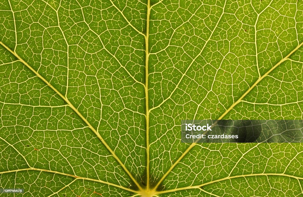 Environmental veins Leaf texture Nature Stock Photo