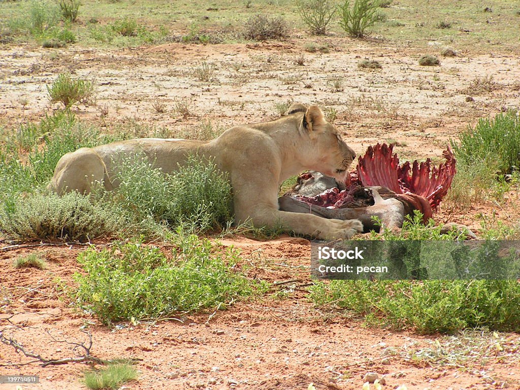 Lionne feeding2 - Photo de Aliment libre de droits