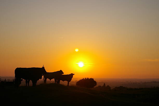 istock Silhouettes of cattle standing in the sunset 139744630