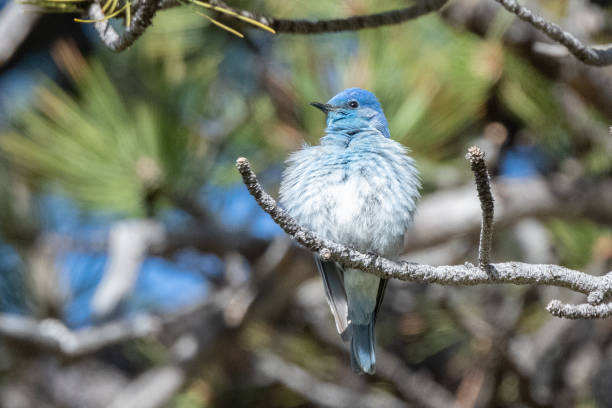 istock Mountain Bluebird (male) puffed out and perched on tree branch 1397446767