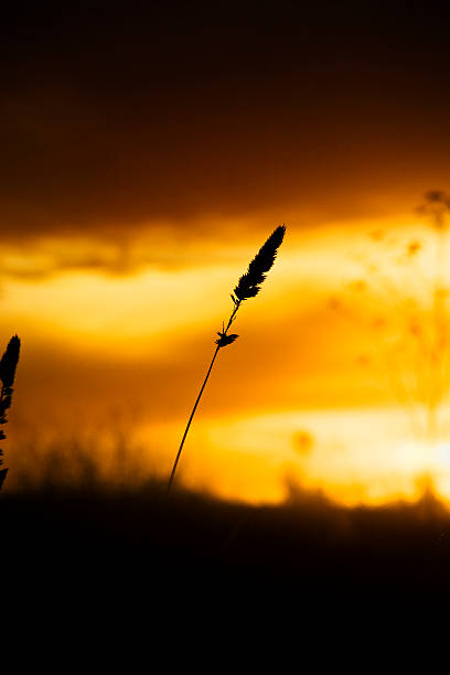 pôr do sol e grama - ryan moore imagens e fotografias de stock