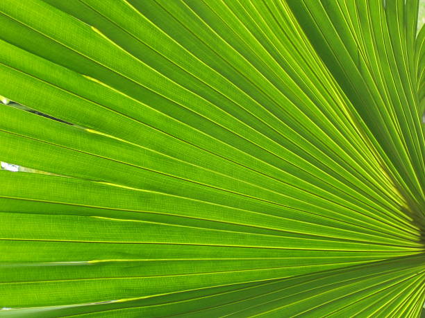 palm leaf stock photo