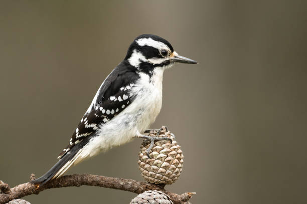 pájaro carpintero peludo. - picoides villosus fotografías e imágenes de stock