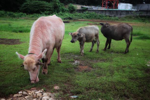 búfalos no campo - white bison - fotografias e filmes do acervo