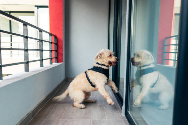 istock Dogs on the balcony standing up 1397447848