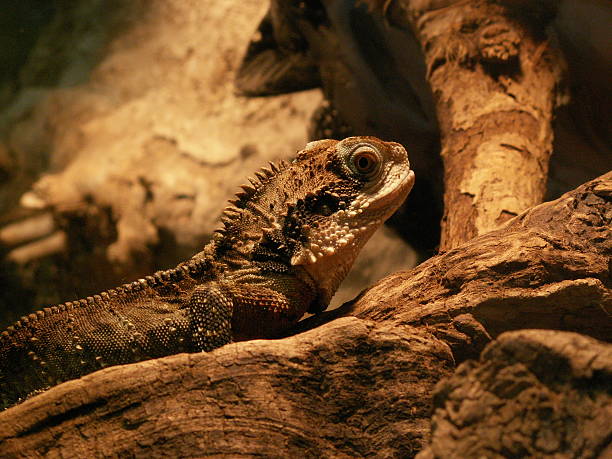 Austral bearded dragon Austral bearded dragon in terrarium hoplocercidae stock pictures, royalty-free photos & images