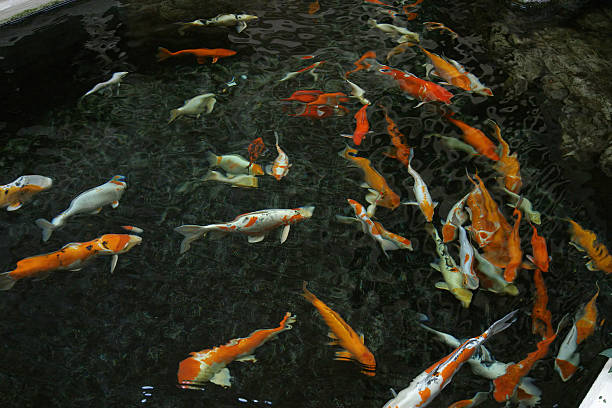 O lago de koi - foto de acervo