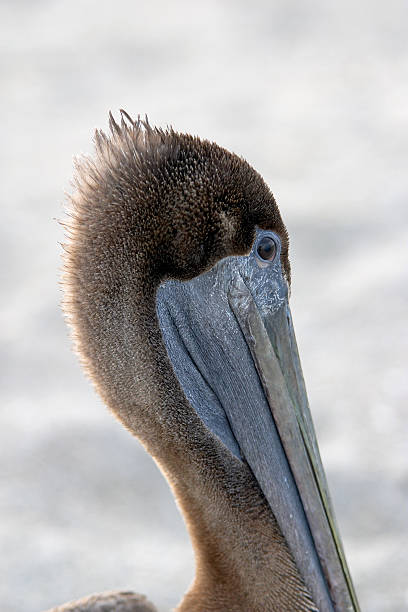 Pelicano Marrom - foto de acervo