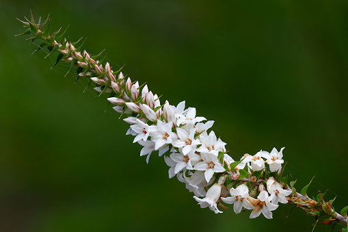 New South Wales Coral Heath (Epacris pulchella)