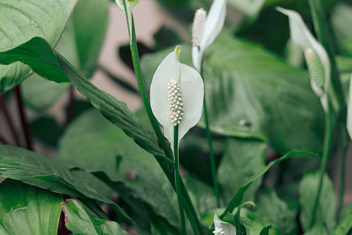 white Aeaceae flower with small head in the plantation garden