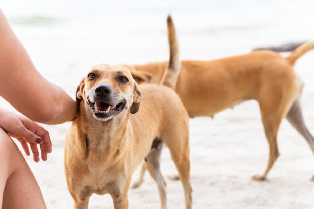 A young woman playing with a dog in a beach in Las Galeras, Samana, Dominican Republic.