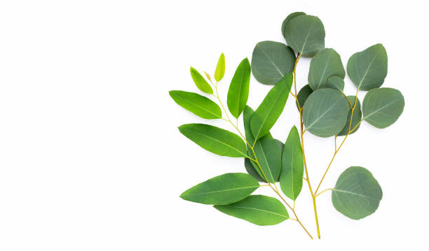 istock Green leaves of eucalyptus on white 1397452719
