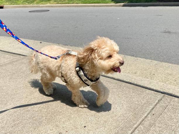 istock Happy dog on a walk 1397453139