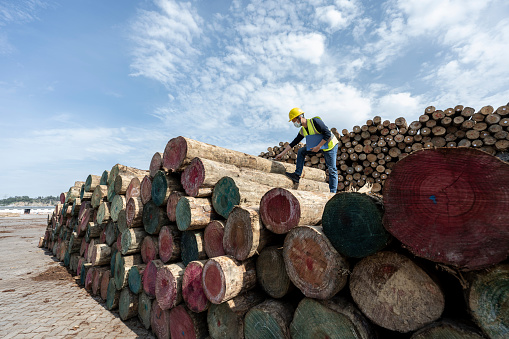 On a clear day, a man works at a timber warehouse on the docks in Fujian,China.