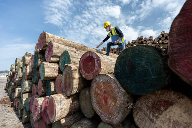 istock A male worker works at the timber docks. 1397453154