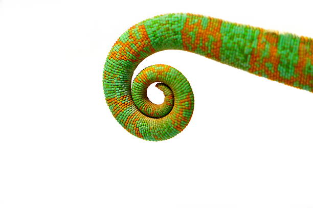 istock Closeup of a green and orange chameleon tail 139745471