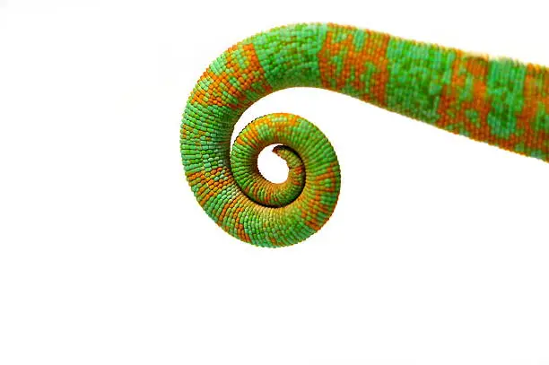 Photo of Closeup of a green and orange chameleon tail