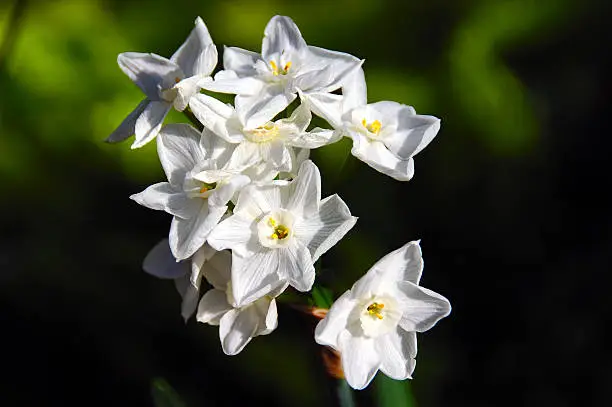 Paperwhite Ziva Tazetta Daffodil, a cultivated variety of the species Narcissus papyraeus, native to the eastern Mediterranean.