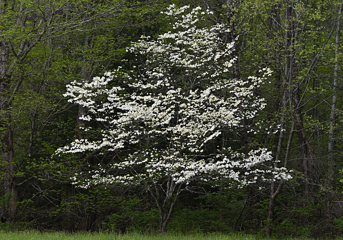 Flowering dogwood in the wild, at the edge of woods in Washington, Connecticut