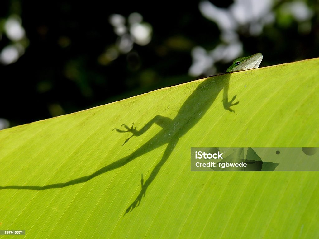 Gecko's - Foto de stock de Aire libre libre de derechos