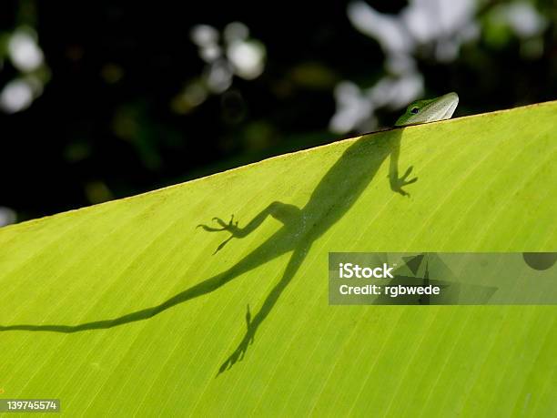 Geckos Foto de stock y más banco de imágenes de Aire libre - Aire libre, Animal, Botánica